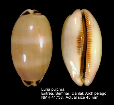 Luria pulchra.jpg - Luria pulchra(Gray,1824)
